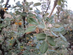 Polylepis besseri