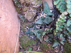 Haworthiopsis tessellata