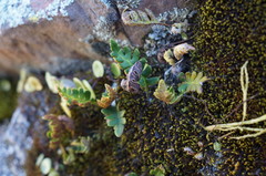 Pleopeltis pycnocarpa