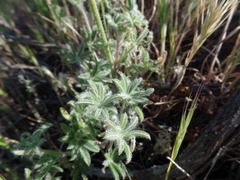 Lupinus sparsiflorus