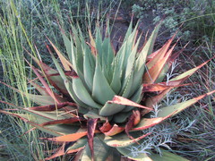 Aloe broomii
