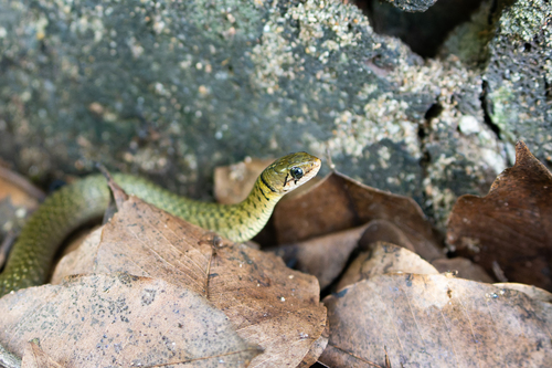 Yellow-spotted Keelback