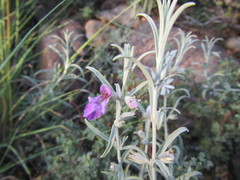 Stachys rugosa