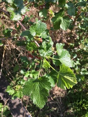 Ribes uva-crispa
