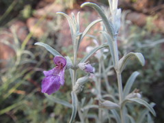 Stachys rugosa
