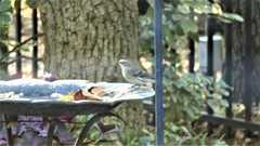 Setophaga coronata