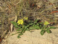 Berlandiera subacaulis