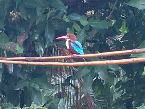 White-throated Kingfisher