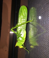 Nicklephyllum acanthonotum