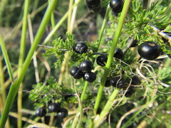 Asparagus suaveolens