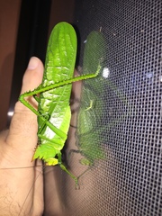 Nicklephyllum acanthonotum