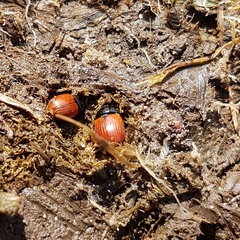 Aphodius pedellus