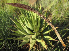 Aloe broomii