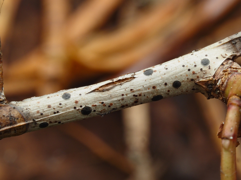 Coccomyces sp. 'BC03'