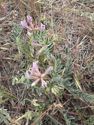 Platte River Milkvetch