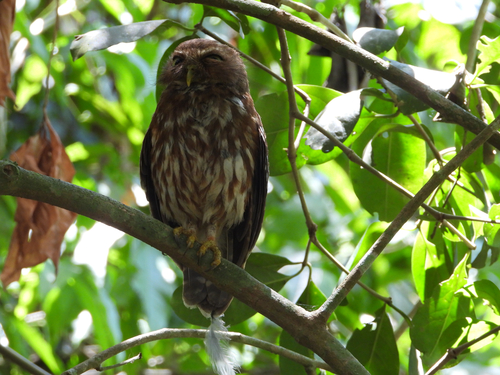 Ninox philippensis observed 2026-05-02