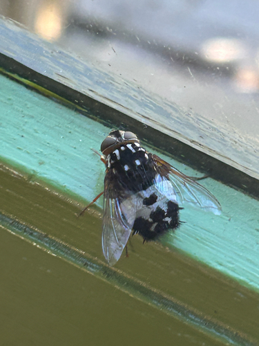 Formosia observed 2026-05-21