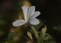 Ruellia metziae