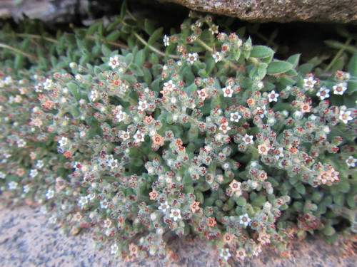 Crassula lanuginosa