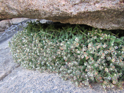 Crassula lanuginosa