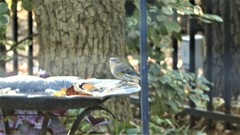 Setophaga coronata