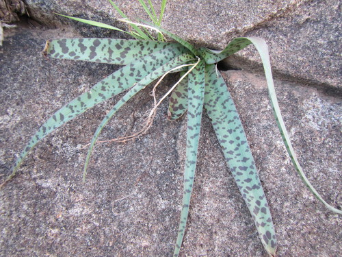 Ledebouria apertiflora
