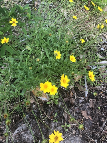 Coreopsis lanceolata image