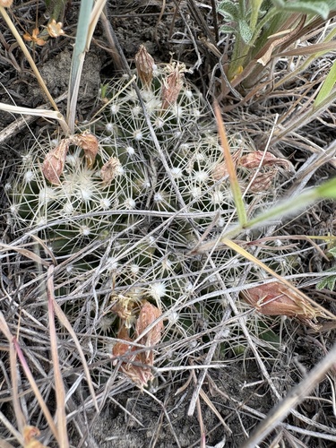 Missouri Foxtail Cactus