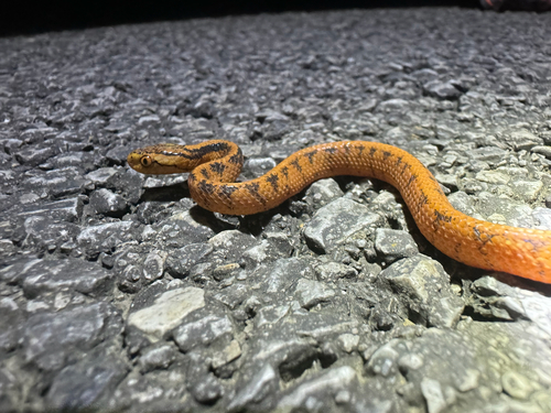Boulenger's Slug Snake