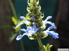 Salvia uliginosa