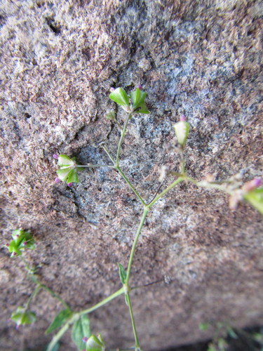 Image of Boerhavia cordobensis by (c) douglaseustonbrown, some rights reserved (CC BY-SA)
