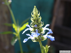 Salvia uliginosa