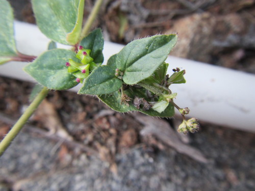 Image of Boerhavia cordobensis by (c) douglaseustonbrown, some rights reserved (CC BY-SA)