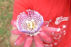 Passiflora alata
