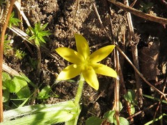 Hypoxis sessilis