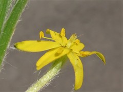 Hypoxis sessilis