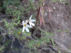 Jamesbrittenia tysonii