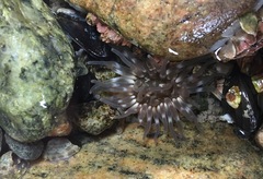 Aulactinia stella
