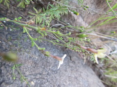 Jamesbrittenia tysonii