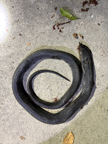 Indochinese Spitting Cobra