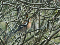 Fringilla coelebs