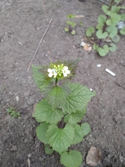 Alliaria petiolata