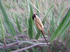 Ipomoea oenotheroides