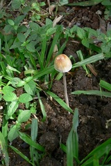Panaeolus cyanescens