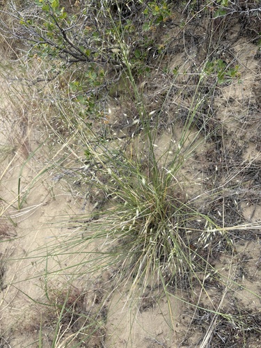 Sand Ricegrass