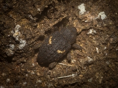 Notocalviceps rarus