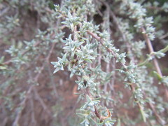 Pteronia glauca