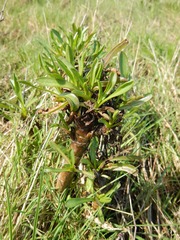 Grindelia integrifolia