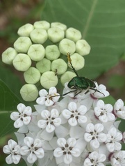 Trichiotinus lunulatus