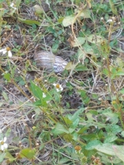 Lissachatina fulica